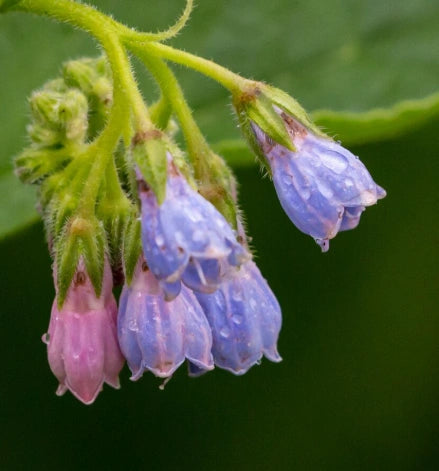 Allantoin